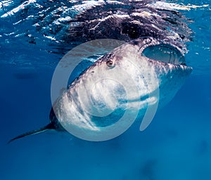 Large whale shark feeding near the surface