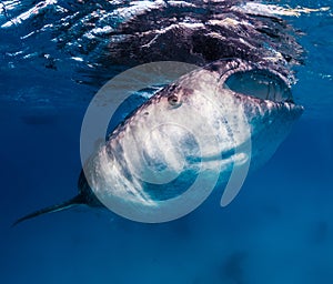 A large Whale Shark feeds near the surface