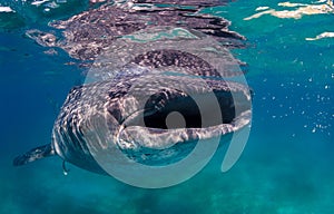 A large whale shark feeds on small fish near the surface