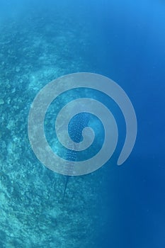 Large Whale Shark Seen from Above