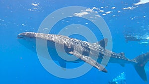 Large whale shark swimming at surface with snorkelers