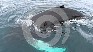 A large whale slowly emerges from the water