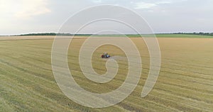 Large wheat field drone view. A tractor sprays a wheat field, a top view. Protecting fields from pests