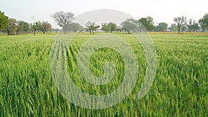 A large wheat field in India and raw spikes against a bright sky. Rural landscape with unripe wheat crops in sunset. Green wheat