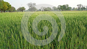 A large wheat field in India and raw spikes against a bright sky. Rural landscape with unripe wheat crops in sunset. Green wheat