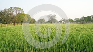 A large wheat field in India and raw spikes against a bright sky. Rural landscape with unripe wheat crops in sunset. Green wheat