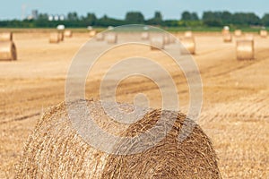 Large wheat stubble hay bales in field in sunset, agriculture and farming concept