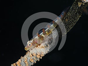 Large whip goby