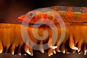 large whip goby on coral