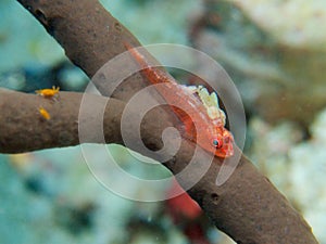 Large whip goby with parasitic copepods, Raja Ampat, Indonesia