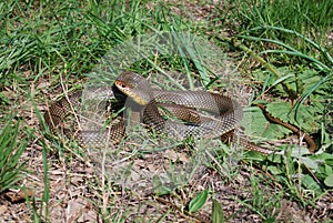 Large whip snake (Dolichophis caspius)