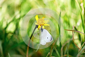 The large white, also called cabbage butterfly, cabbage white, cabbage moth (Pieris brassicae), on yellow flower.