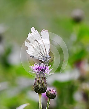 Large white, also called cabbage butterfly, cabbage white (Pieris brassicae) on a purple flower