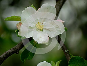 Large white apple tree flower