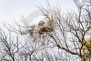 Large white-backed vulture sitting on its nest