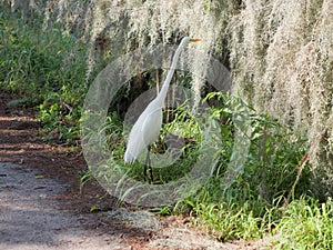 A large white bird crossing a path