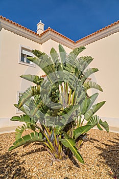 Large white bird of paradise plant photo