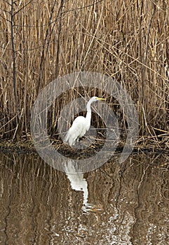 Great Egret in marsh land photo