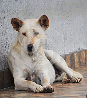 Large white blonde dog lying on the floor in front of the house