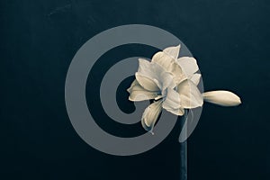 A large white blooming beautiful flower Amaryllis with an unopened bud