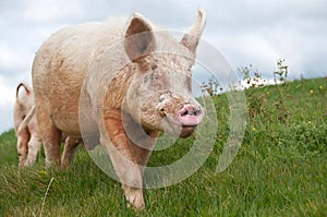 Large white boar pig