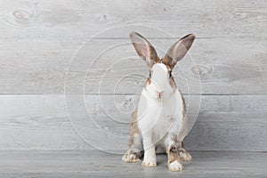 Large white and brown rabbits are sitting.