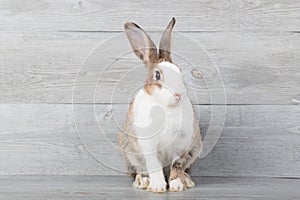 Large white and brown rabbits are sitting with a wood grain background.