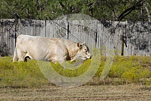 A large white bull