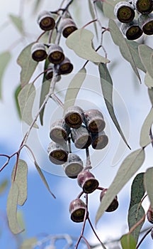 Large white and burgundy gumnuts and grey green leaves of the Australian native Silver Princess, Eucalyptus caesia photo