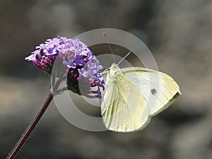 Large White Butterfly