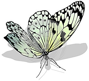 Large White Butterfly