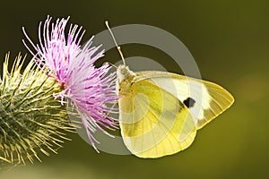 Large White Butterfly