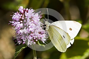 Large White Butterfly