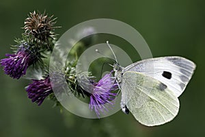 Large White Butterfly