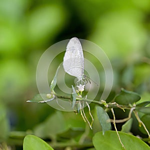 Large white butterfly