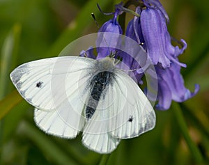 Large White Butterfly on Bluebell Flower