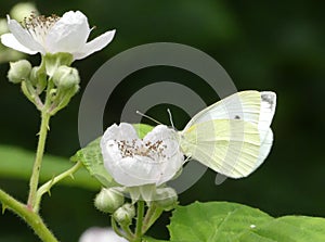 Large white butterfly on a bramble flower