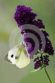 Large white on Butterfly bush photo