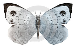 Large white butterfly, called Cabbage Butterfly or Cabbage White, open wings, isolated on white background