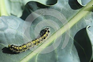 Large White Butterfly Caterpillar Pieris brassicae on Broccoli Leaves