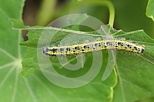 A Large White Butterfly Caterpillar Pieris brassicae feeding on a plant.