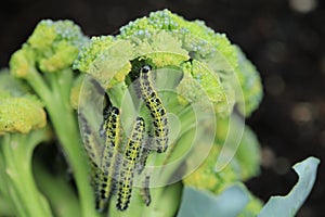 Large White Butterfly Caterpillars