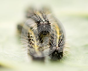 Large white butterfly caterpillars (Pieris brassicae)