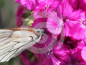 A large white butterfly collects nectar from red flowers