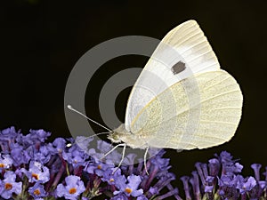 Large White Butterfly feeding on blue Buddleia