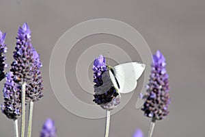 Large white butterfly feeding on a lavender flower in bright sunlight