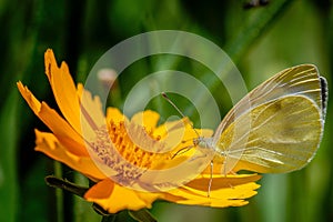 Large white butterfly feeding on the pollen of large-flowered tickseed flower in the garden