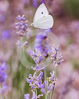 Large white butterfly flies to the lavender flower