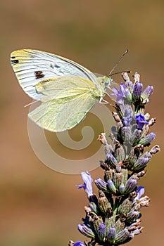 Large white butterfly gathering pollen of lavender flower in the garden