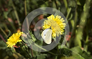 A Large White Butterfly, Great Cabbage White, Pieris brassicae 1